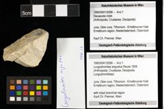 Foto (Objekt + Etiketten) von Longodromites angustus (Reuss 1858) 